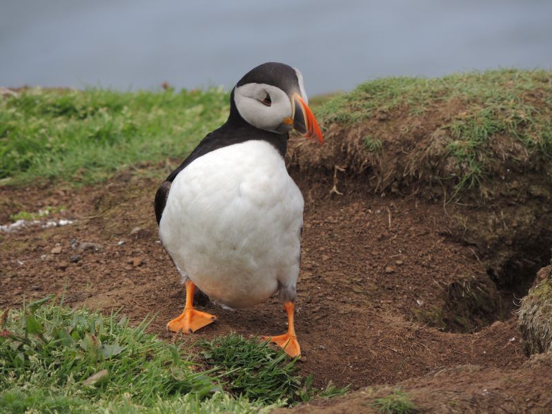 Dieser Puffin checked nur die Gegend